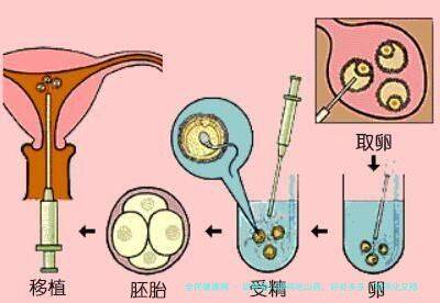 试管婴儿期间吃山药，好处多多！助消化又稳血糖，健康小秘诀