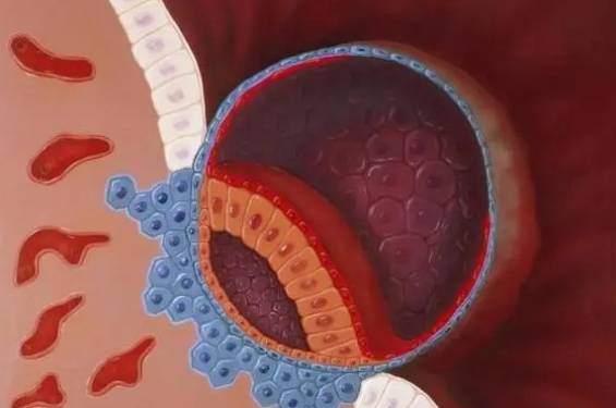 囊胚移植5天就会着床