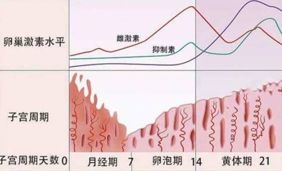 正常值在不同阶段存在差异