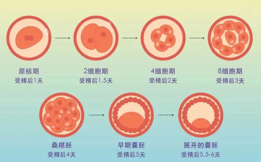 试管囊胚成功率高吗？试管囊胚移植有什么优势？