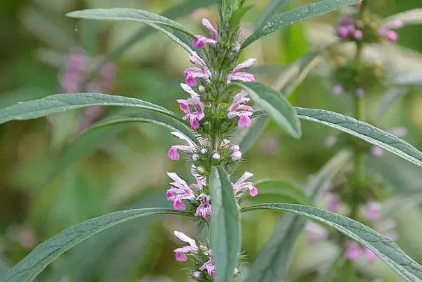 16种治月经不调的草药，包含当归、黄芪