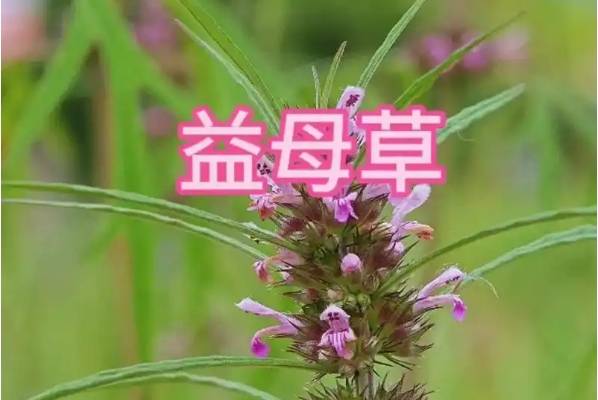 益母草可以预防血块堆积