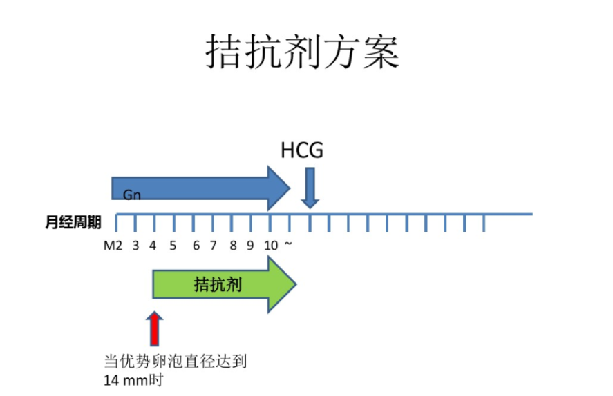 试管拮抗剂方案是什么意思？辅助生殖技术的药物治疗方案