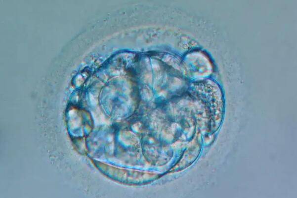 囊胚培养成功后没移植前一般都知道胚胎的性别吗？