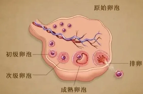 排卵期没有优势卵泡做二代试管婴儿可以成功移植吗？