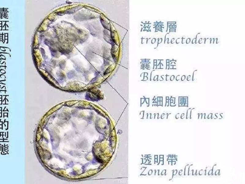 2024试管知识索引：胚胎等级的详细解答