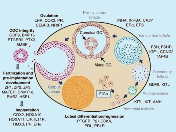 2个基础卵泡能不能做试管婴儿看这，选择促排方案很关键