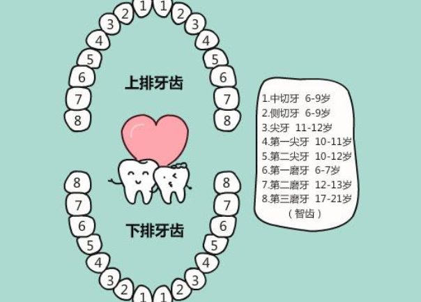 儿童换牙位置顺序图