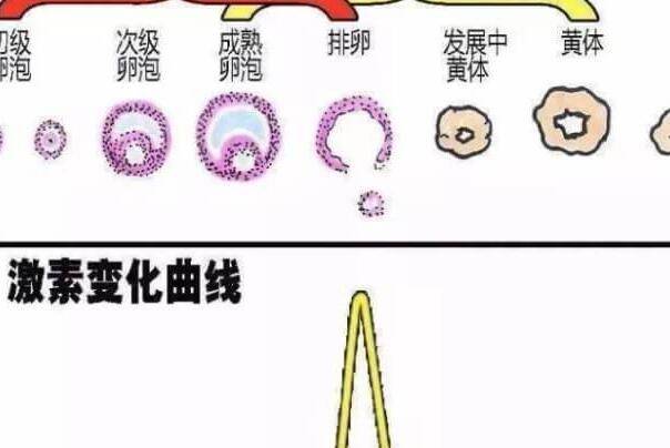 黄体期促排方案操作简单