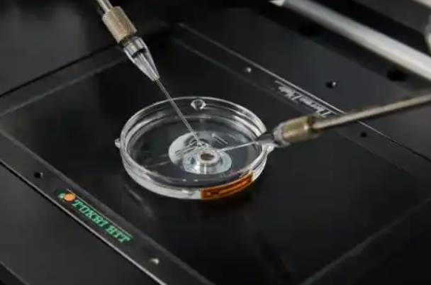 四代试管婴儿存在不明确的潜在健康风险