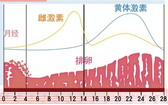 女性一个月雌激素水平变化图解，月经前后起伏最大