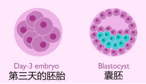 优质胚胎没有发育潜力是会养囊失败的