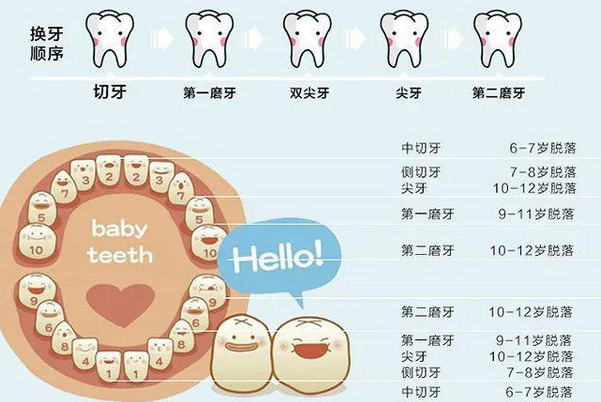 第一乳磨牙的脱落顺序图