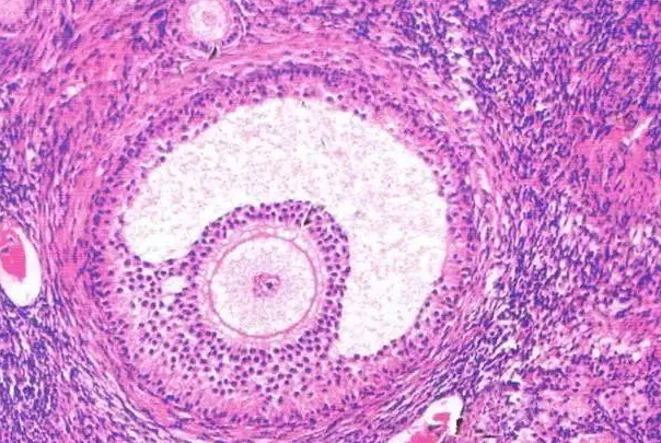 42岁试管促排后B超检查只有两个成熟卵泡怎么回事？