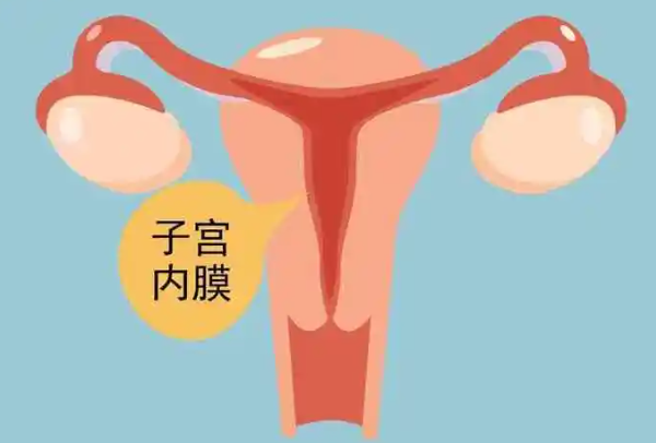 子宫内膜薄由激素缺失引起