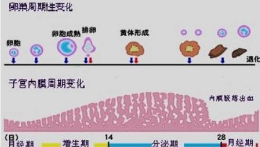 试管移植前用黄体酮将内膜转化后内膜还会继续长吗？