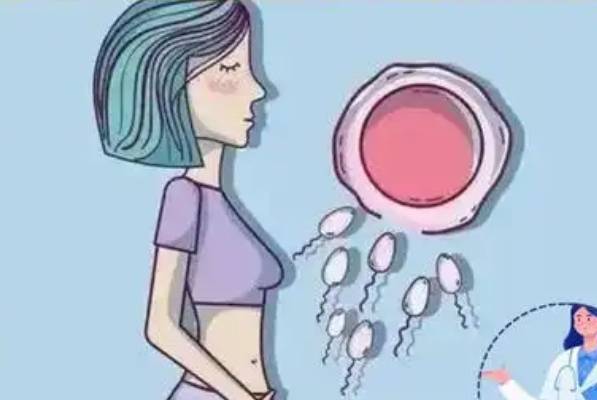 排卵期怀孕生的男和女几率各占一半