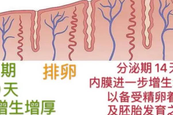 促排走人工周期从月经开始最早最快第几天能移植囊胚？