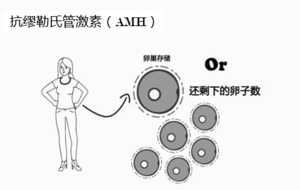 抗缪勒氏管激素与女性年龄存在密切的关系