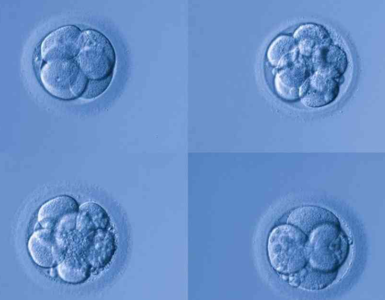 想要高着床率试管移植选择冻胚好还是囊胚4cc更好?