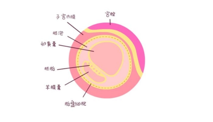 受精卵形成后卵黄囊最晚什么时候出现才算健康