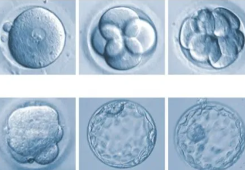 5bb囊胚移植成功率高