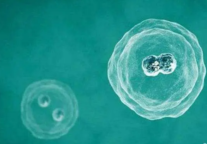 鲜胚8表示有8个细胞