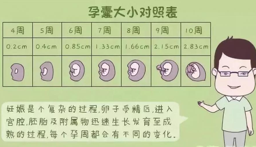 胚芽4周时只有0.2厘米