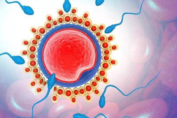 试管用线粒体优化剂揭秘，提高卵子质量作用意想不到