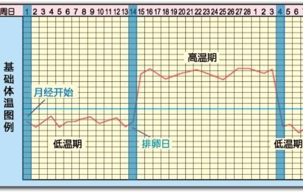 备孕期女性用的基础体温测排卵曲线图怎么看呢？