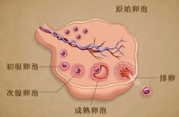 卵泡成熟需要8-9天