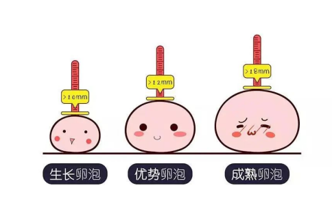 卵泡最长能存活几天？卵子排出后会有什么症状