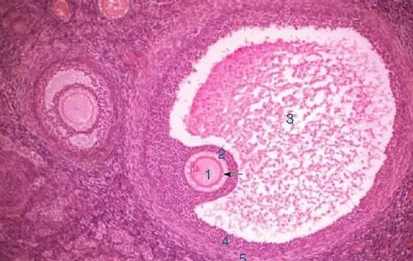 卵巢内小卵泡会逐渐发育成熟