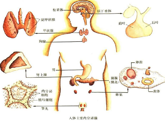 内分泌检查分很多种