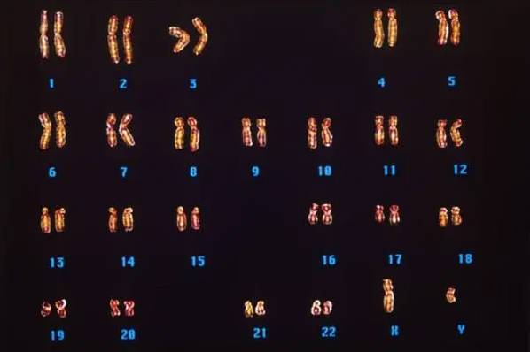 孕6周胎停过一次下次备孕需要做哪些检查才行？