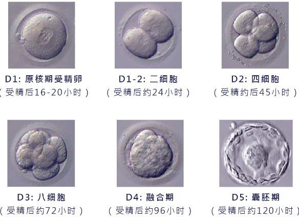 移植5天的4aa鲜囊胚成功率有多少呀？