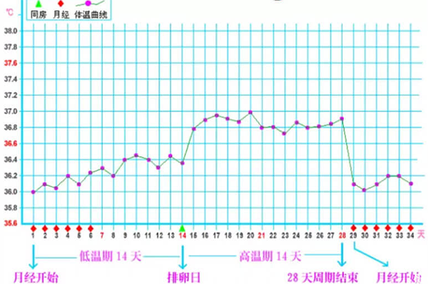 排卵期体温会上升