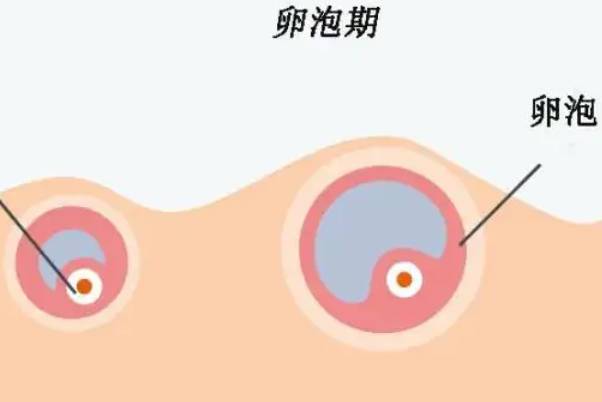 试管打促排卵针期间卵泡从6个变成3个，为什么越来越少了？