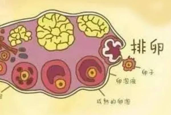 试管期间打了夜针后卵泡成熟一般是早上破还是晚上破？