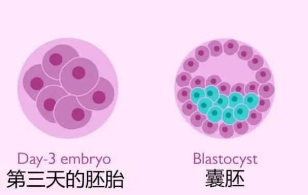 第三天优质2级胚胎为啥养五天没成功养成囊胚？