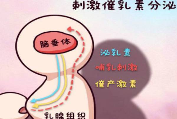 催乳激素的作用说明，不只是抑制促性腺激素生成