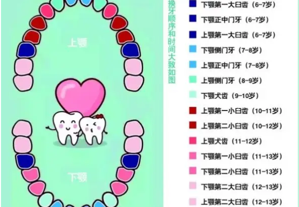 6-8岁儿童换牙位置图