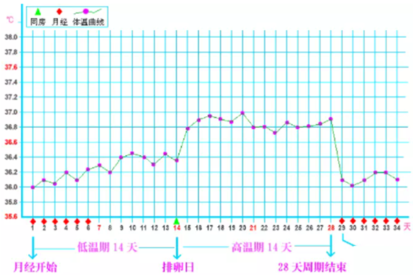 详解正常排卵基础体温曲线变化规律，一张图看懂排卵期