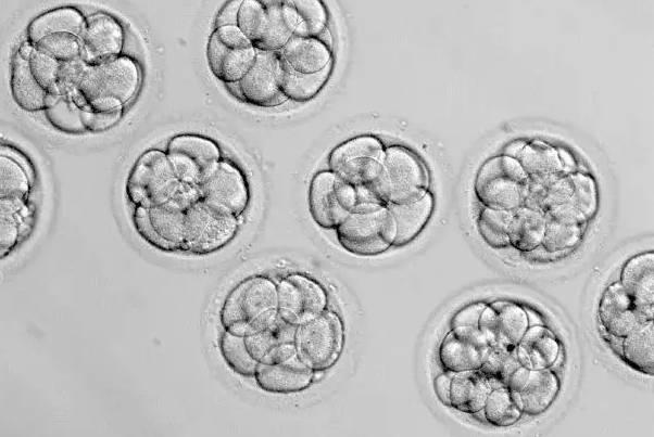 一次只能移植1到2个胚胎