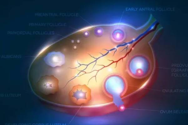 多囊做二代试管**20个优势卵泡一般能配成几个胚胎？