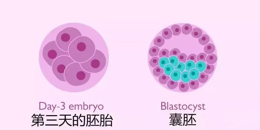 试管鲜胚和囊胚，生殖医学的新里程碑