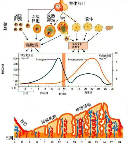 女性一个月雌激素水平变化图解，月经前后起伏最大