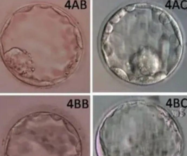 试管三级胚胎养成4bc囊胚可以移植吗？