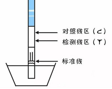 怎么看排卵试纸，有没有排卵图片