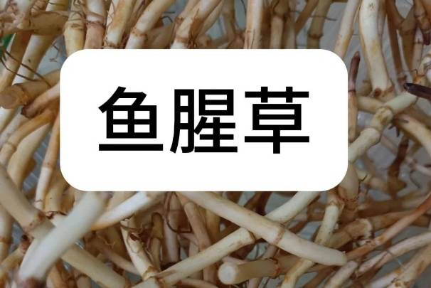 备孕期要少喝鱼腥草水